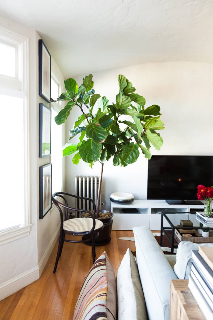 Forever FiddleLeaf The Plant that Makes Any Room Look Better
